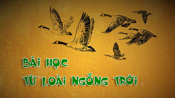 BÀI HỌC TỪ LOÀI NGỖNG TRỜI áp dụng CHO LÀM VIỆC ĐỘI NHÓM